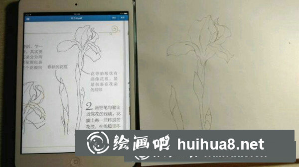 鳶尾花彩鉛畫手繪教程