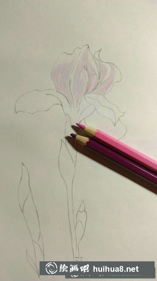 鳶尾花彩鉛畫手繪教程