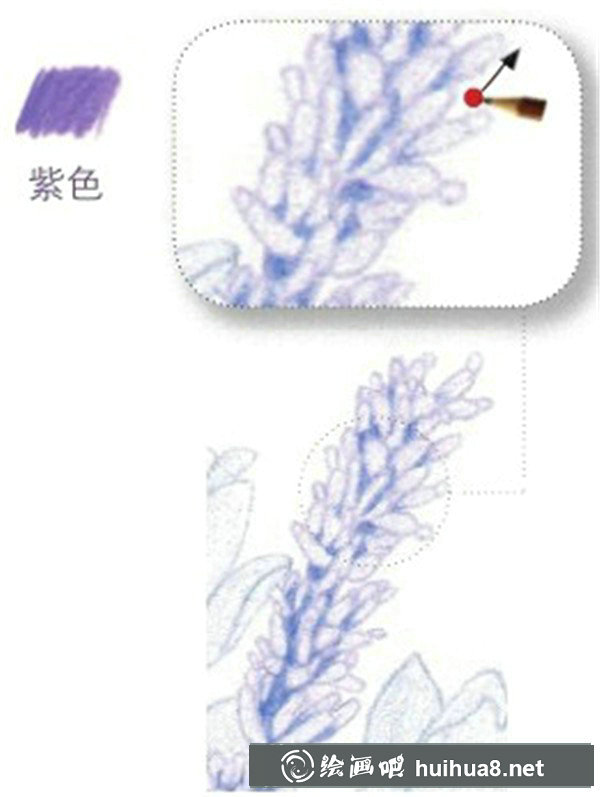 薰衣草彩鉛畫教程