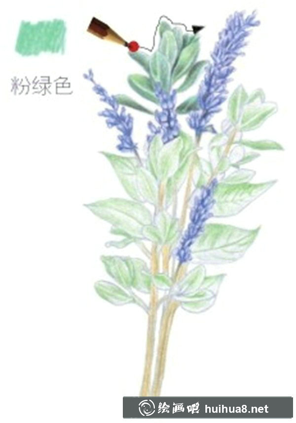 薰衣草彩鉛畫教程