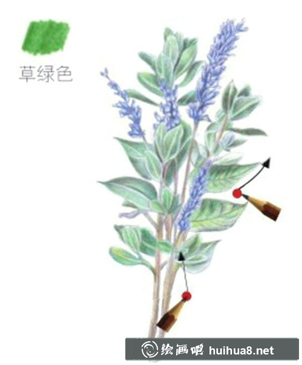 薰衣草彩鉛畫教程