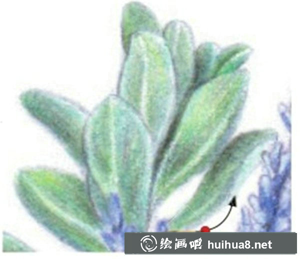 薰衣草彩鉛畫教程