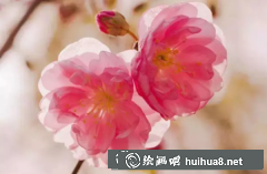 彩鉛櫻花速成法十五分鐘掌握