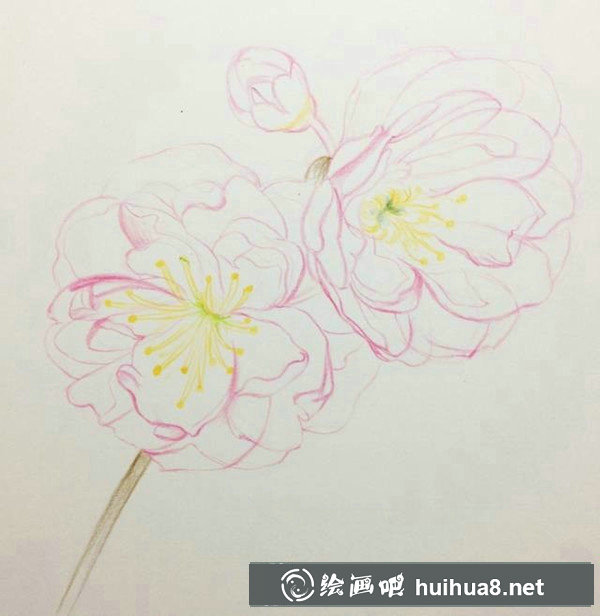 如何用彩鉛畫櫻花？十五分鐘學(xué)會(huì)畫彩鉛櫻花