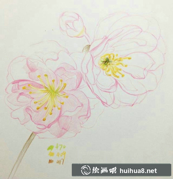 如何用彩鉛畫櫻花？十五分鐘學(xué)會(huì)畫彩鉛櫻花