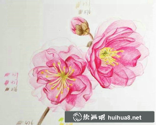 如何用彩鉛畫櫻花？十五分鐘學(xué)會(huì)畫彩鉛櫻花