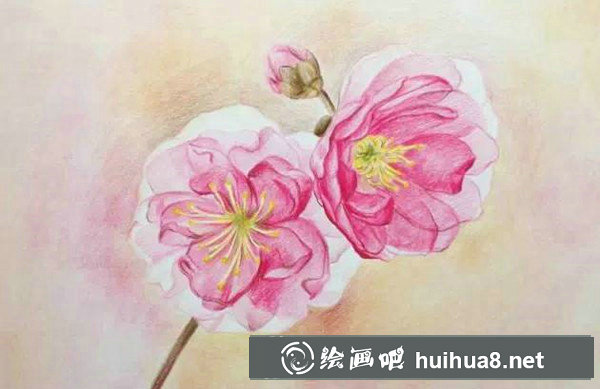 如何用彩鉛畫櫻花？十五分鐘學(xué)會(huì)畫彩鉛櫻花