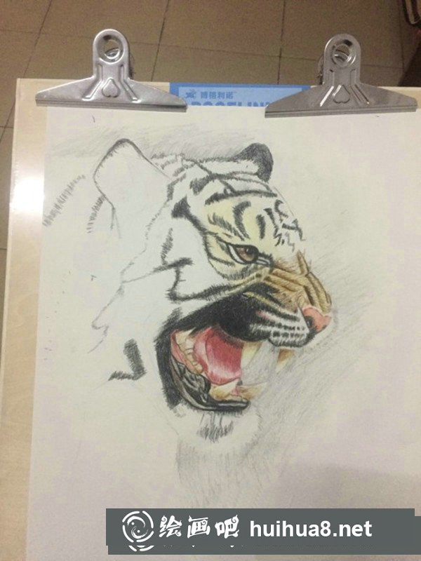 老虎彩鉛畫步驟圖