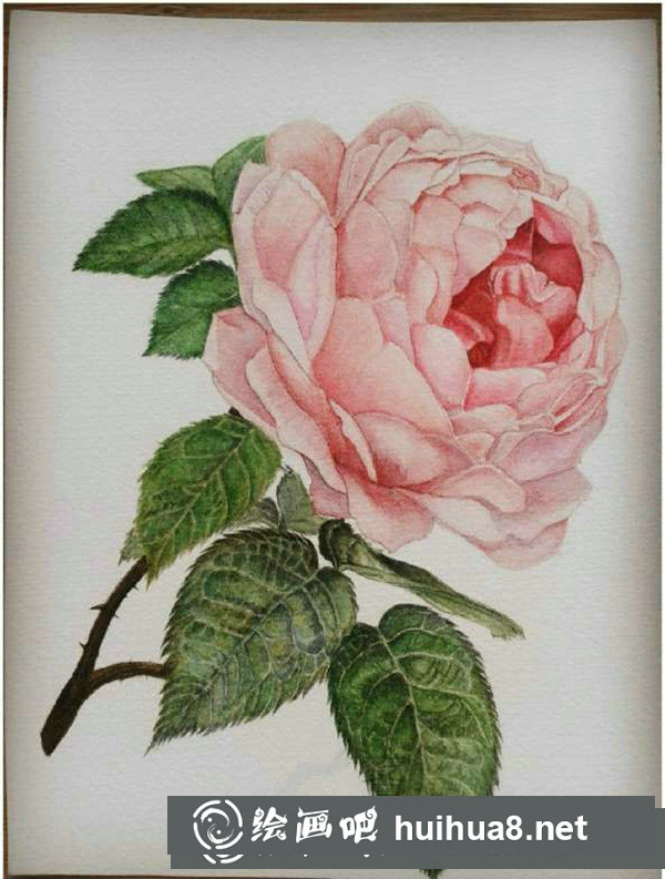 牡丹花怎么畫(huà)？牡丹水彩畫(huà)教程