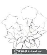 簡(jiǎn)單水粉花卉畫法：龍膽花步驟圖