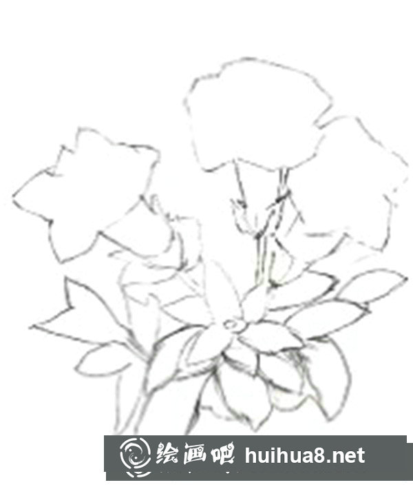 簡(jiǎn)單水粉花卉步驟圖：龍膽花的畫(huà)法