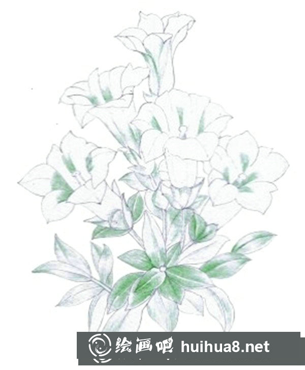 簡(jiǎn)單水粉花卉步驟圖：龍膽花的畫(huà)法