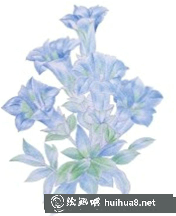 簡(jiǎn)單水粉花卉步驟圖：龍膽花的畫(huà)法