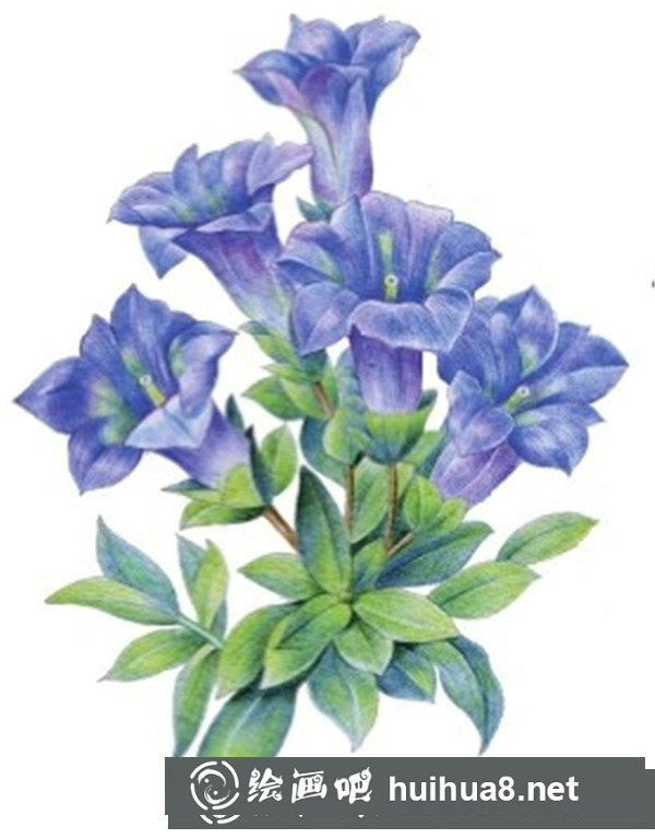 簡(jiǎn)單水粉花卉步驟圖：龍膽花的畫(huà)法