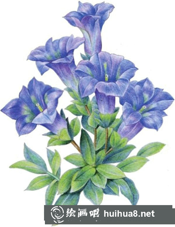 簡(jiǎn)單水粉花卉步驟圖：龍膽花的畫(huà)法