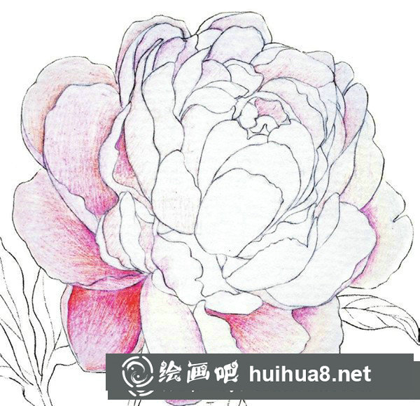彩鉛牡丹的畫(huà)法步驟