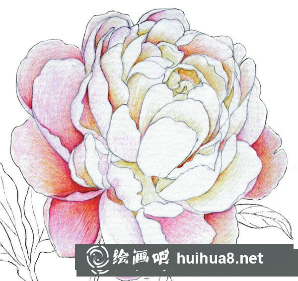 彩鉛牡丹的畫(huà)法步驟