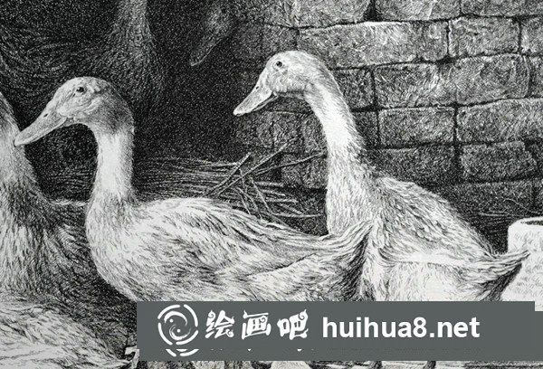 寫實動物鋼筆畫：怎樣表現(xiàn)“禽類”