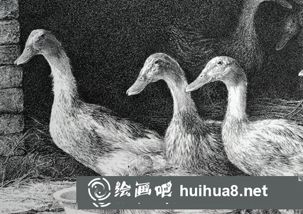 寫實動物鋼筆畫：怎樣表現(xiàn)“禽類”