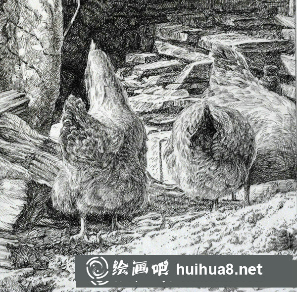 寫實動物鋼筆畫：怎樣表現(xiàn)“禽類”