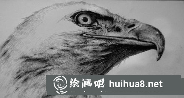 寫實動物鋼筆畫：怎樣表現(xiàn)“禽類”