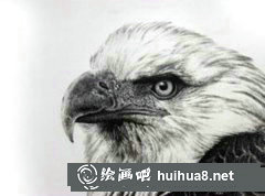 寫實動物鋼筆畫禽類表現技巧