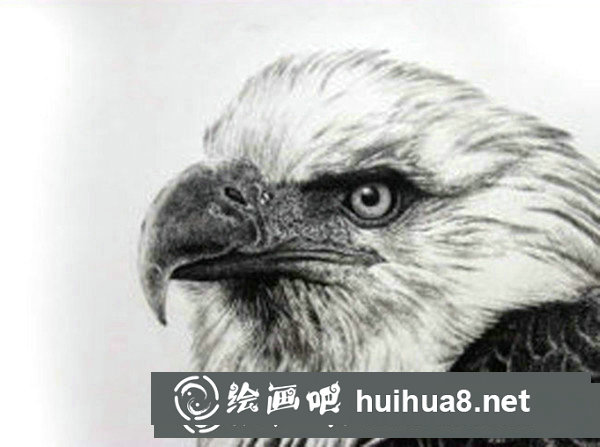 寫實動物鋼筆畫：怎樣表現(xiàn)“禽類”