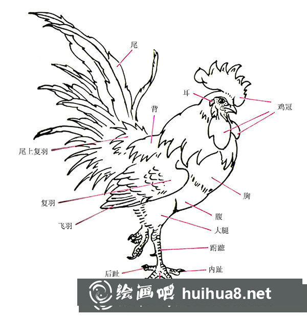 國畫雞的畫法和步驟