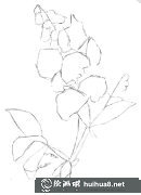 豌豆花水粉畫步驟圖解