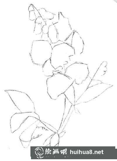 豌豆花怎么畫？簡單水粉畫花卉步驟圖