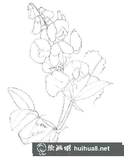 豌豆花怎么畫？簡單水粉畫花卉步驟圖