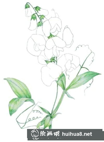 豌豆花怎么畫？簡單水粉畫花卉步驟圖