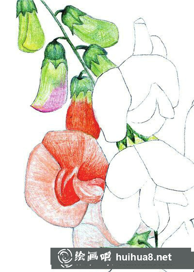 豌豆花怎么畫？簡單水粉畫花卉步驟圖