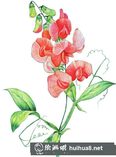 豌豆花怎么畫？簡單水粉畫花卉步驟圖