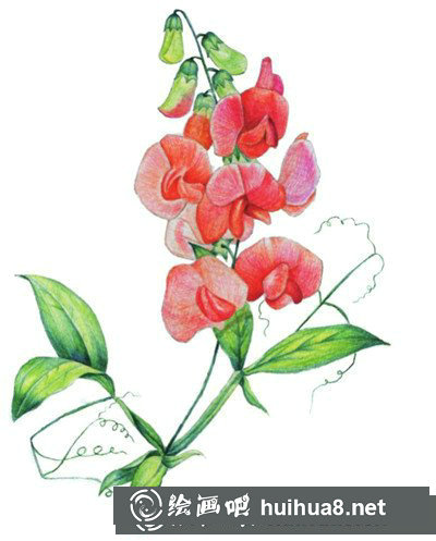 豌豆花怎么畫？簡單水粉畫花卉步驟圖