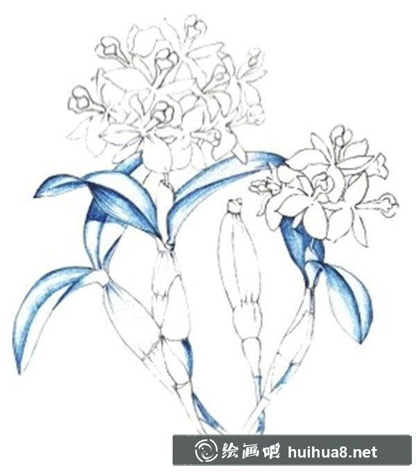 水粉畫花卉畫法圖解：水粉石斛蘭的畫法