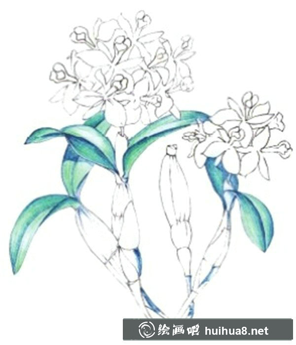 水粉畫花卉畫法圖解：水粉石斛蘭的畫法