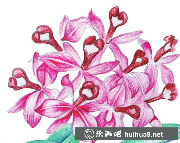 水粉畫花卉畫法圖解：水粉石斛蘭的畫法