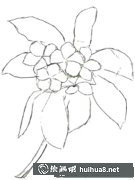 雞蛋花水粉畫法圖解教學(xué)