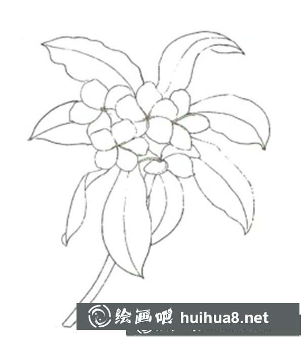 雞蛋花怎么畫？水粉畫花卉畫法圖解