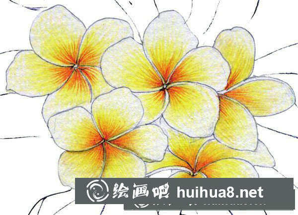 雞蛋花怎么畫？水粉畫花卉畫法圖解