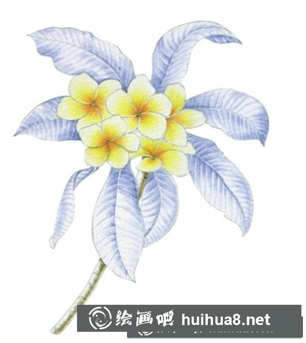 雞蛋花怎么畫？水粉畫花卉畫法圖解