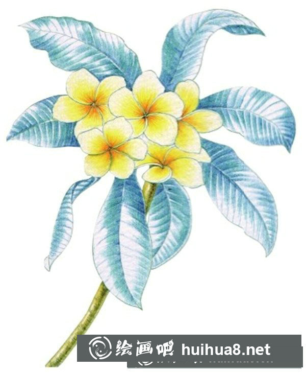 雞蛋花怎么畫？水粉畫花卉畫法圖解