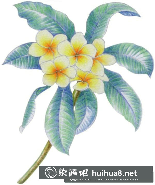 雞蛋花怎么畫？水粉畫花卉畫法圖解