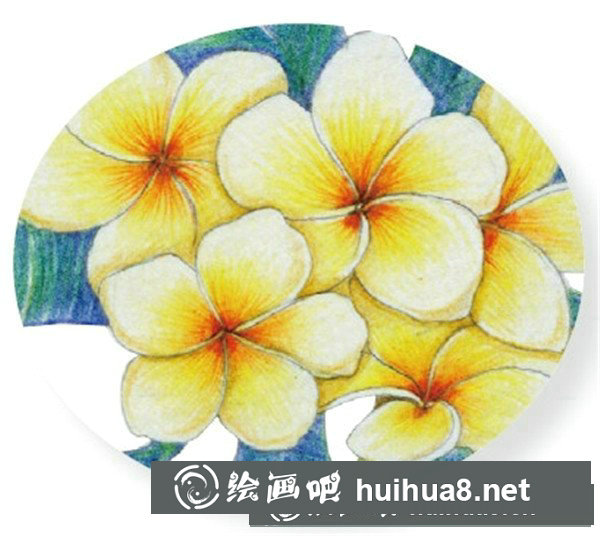 雞蛋花怎么畫？水粉畫花卉畫法圖解