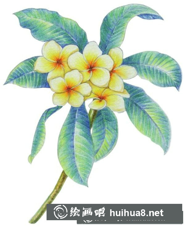 雞蛋花怎么畫？水粉畫花卉畫法圖解