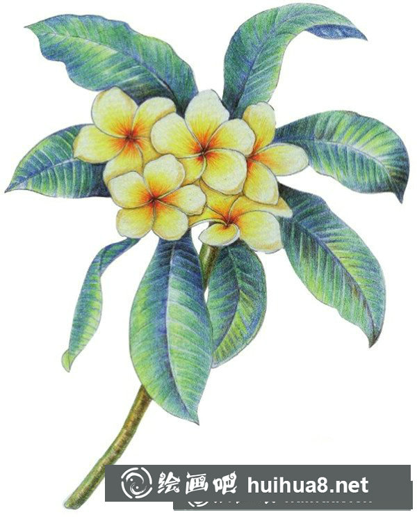 雞蛋花怎么畫？水粉畫花卉畫法圖解