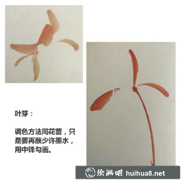 初學(xué)國畫牡丹步驟畫法