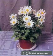 油畫靜物繪制指南
