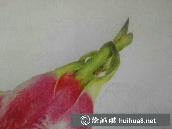 火龍果畫法火龍果彩鉛畫教程
